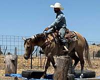 roping-quarter-horse