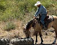 trail-quarter-horse