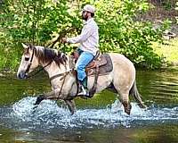 trail-riding-quarter-horse