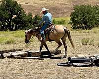western-riding-quarter-horse