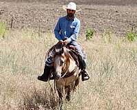 working-cattle-quarter-horse