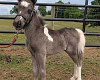 pony-colt