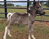 pony-for-sale