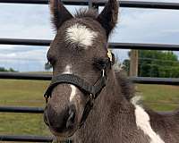 pony
