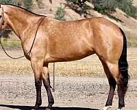 athletic-quarter-horse