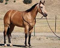 beginner-quarter-horse