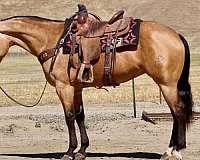 dappled-quarter-horse