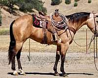 endurance-quarter-horse