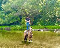 experienced-quarter-horse