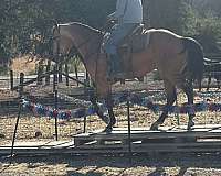 flashy-quarter-horse