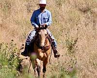 husband-safe-quarter-horse