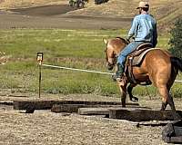kid-safe-quarter-horse