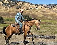 performance-quarter-horse