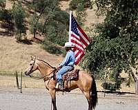 ranch-quarter-horse
