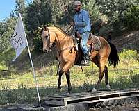 ranch-versatility-quarter-horse