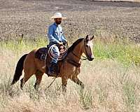 ranch-work-quarter-horse