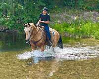 roping-quarter-horse