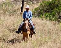 trail-quarter-horse
