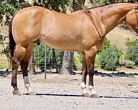 athletic-quarter-horse