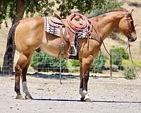 beginner-quarter-horse