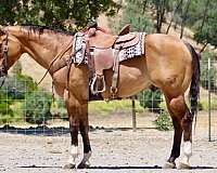 endurance-quarter-horse