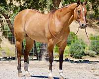 experienced-quarter-horse