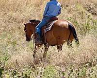 flashy-quarter-horse