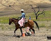 husband-safe-quarter-horse