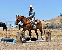 kid-safe-quarter-horse