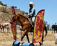 ranch-quarter-horse