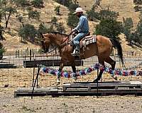 ranch-versatility-quarter-horse