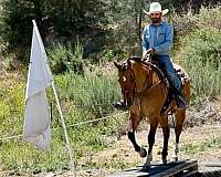 ranch-work-quarter-horse