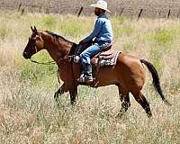 reined-cow-quarter-horse