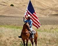 ridden-western-quarter-horse