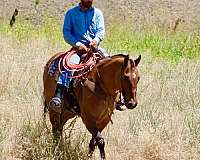 roping-quarter-horse
