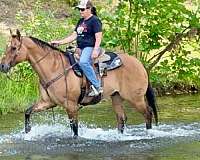 trail-quarter-horse