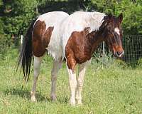 athletic-paint-horse