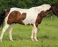 beginner-paint-horse