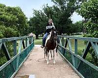 experienced-paint-horse