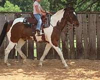 husband-safe-paint-horse