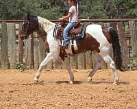 lesson-paint-horse