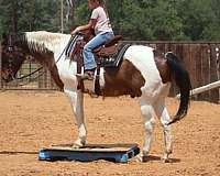 pony-club-paint-horse