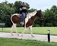 ranch-paint-horse