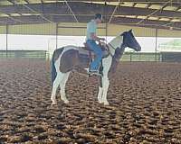 ranch-versatility-paint-horse