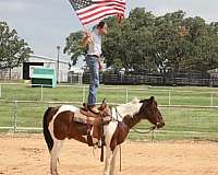 ranch-work-paint-horse