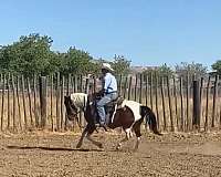 athletic-quarter-pony