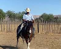 calf-roping-quarter-pony
