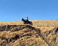 endurance-quarter-pony