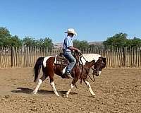 experienced-quarter-pony