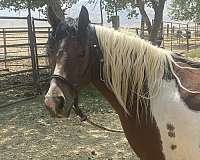 playday-quarter-pony